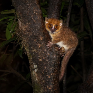 Ranomafana - Brown mouse lemur